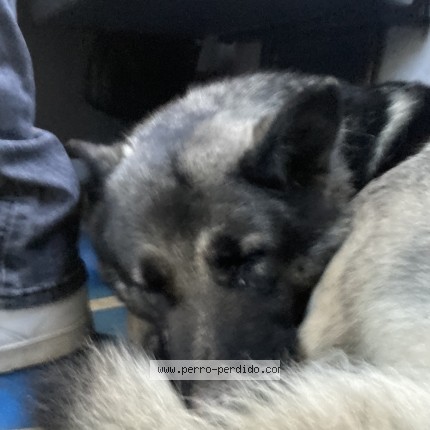 Foto 1/1 Perro encontrado Encontrado en Santiago