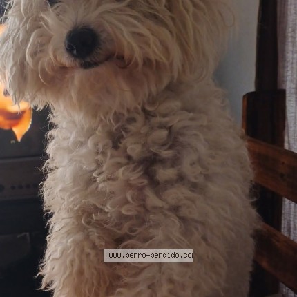 Foto de perro perdido en San Miguel