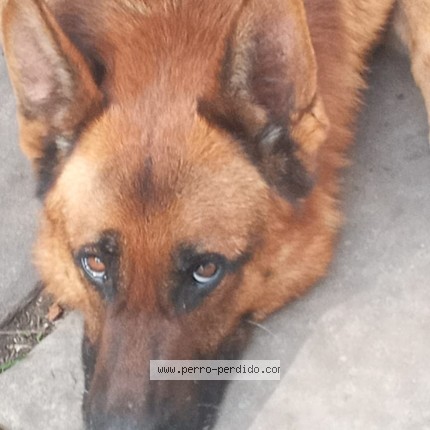 Foto 1/1 truman Perro perdido en Buenos Aires