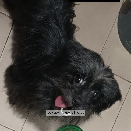 Foto 1/1 Perro encontrado Encontrado en San Martin
