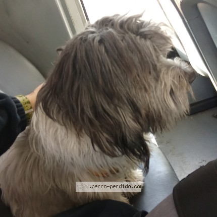 Foto 1/1 Perro encontrado Encontrado en Dentro De La Micro 418