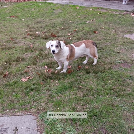 Foto 1/1 Perro encontrado Encontrado en Montevideo