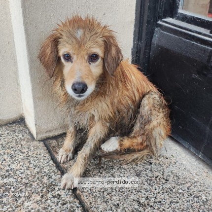 Foto 1/1 Perro encontrado Encontrado en Tucuman Centro