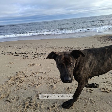 Foto 1/1 Perro encontrado Encontrado en Playa Verde