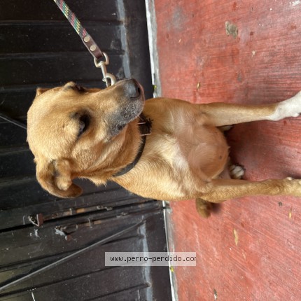 Foto 1/1 Perro encontrado Encontrado en Ciudad De Mexico
