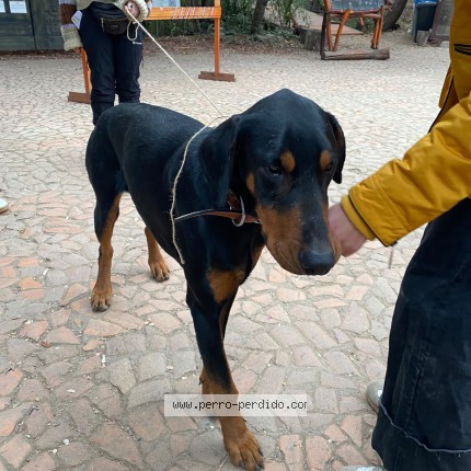 Foto 1/1 Perro encontrado Encontrado en La Reina