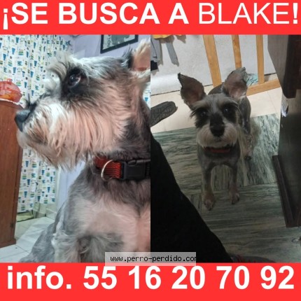 Foto 1/1 Blake Perro perdido en Alvaro Obregon