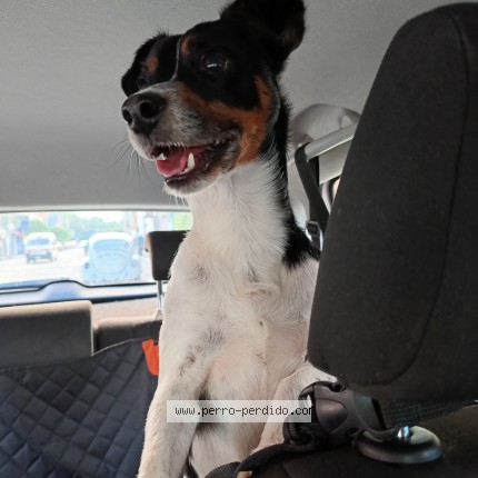 Foto 1/1 Perro encontrado Encontrado en Morelia