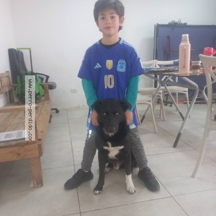 Foto 2/2 Viko Perro perdido en Pilar Centro