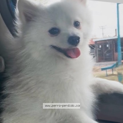 Foto 1/1 Teddy Perro perdido en Mazatlan