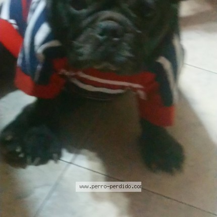 Foto 1/1 Fiona Perro perdido en La Plata