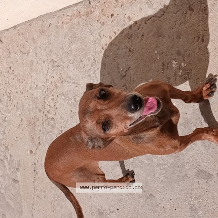 Foto 1/1 popi Perro perdido en Parana