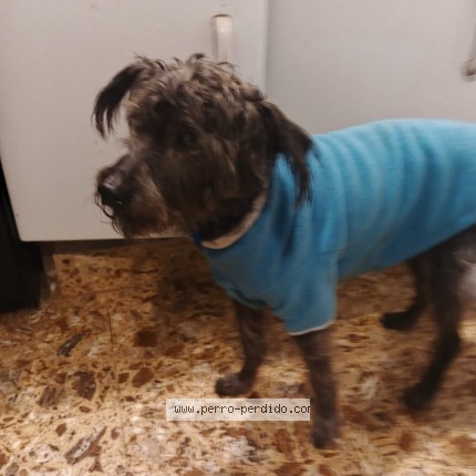 Foto 1/1 Perro encontrado Encontrado en Buenos Aires