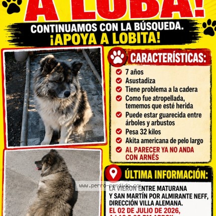 Foto 1/1 Loba Perro perdido en Villa Alemana