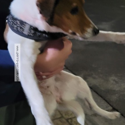 Foto 1/1 Perro encontrado Encontrado en Colina