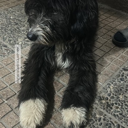 Foto 1/1 Perro encontrado Encontrado en Santiago