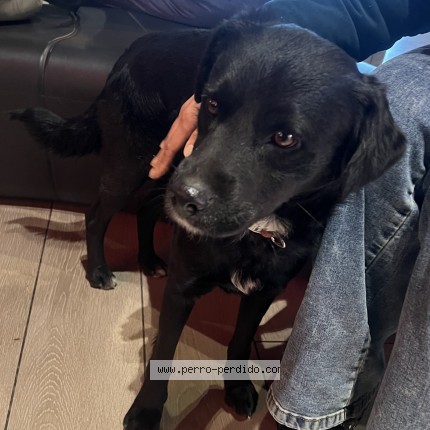 Foto 1/1 Perro encontrado Encontrado en Santiago