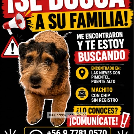 Foto 1/1 Perro encontrado Encontrado en Santiago