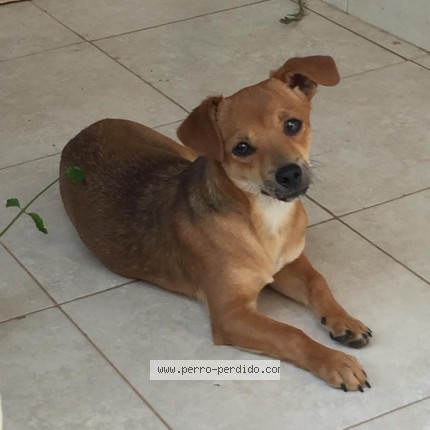 Foto 1/1 Perro encontrado Perdido en Asuncion