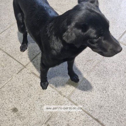 Foto 1/1 Perro encontrado Encontrado en San Martin
