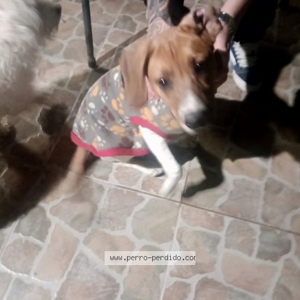 Foto 1/1 Perro encontrado Encontrado en La Florida