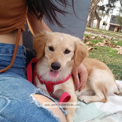 Foto 1/1 Rodolfo Perro perdido en Jose C Paz