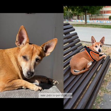 Foto 1/1 zape Perro perdido en Barcelona