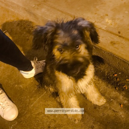Foto 1/1 Perro encontrado Encontrado en San Juan De Lurigancho