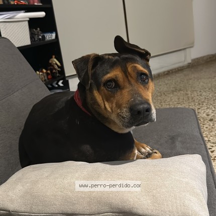 Foto 1/1 Perro encontrado Encontrado en Buenos Aires