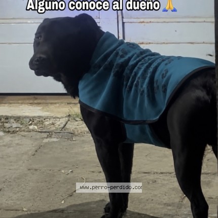 Foto 1/1 Perro encontrado Encontrado en Caba
