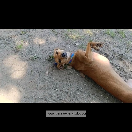 Foto 1/1 Kira Perro perdido en Veracruz