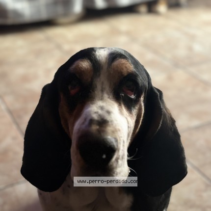 Foto 1/1 toni Perro perdido en Lo Barnechea