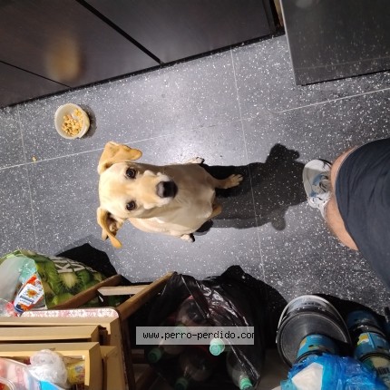 Foto 1/1 Perro encontrado Encontrado en Montevideo