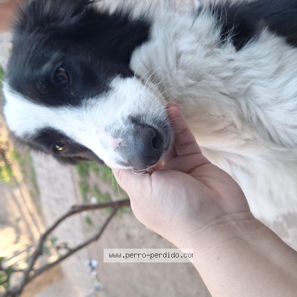 Foto 1/1 Perro encontrado Encontrado en Salta