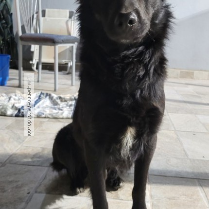 Foto 1/1 Perro encontrado Encontrado en Aldo Bonzi