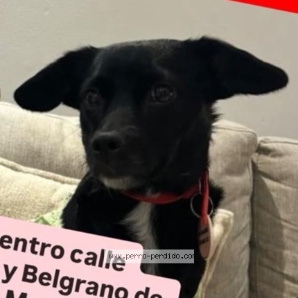 Foto 1/1 Perro encontrado Perdido en Mendoza