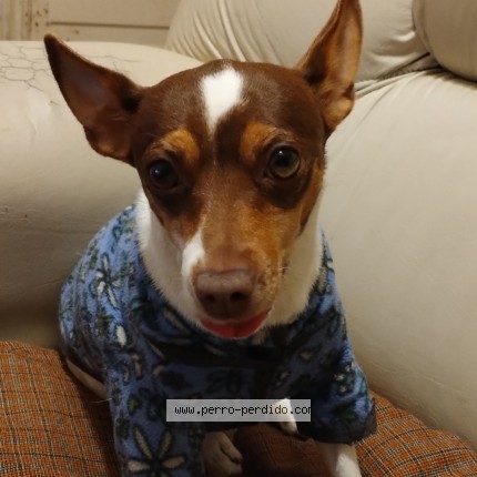 Foto 1/1 Covi Perro perdido en Muniz