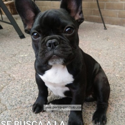 Foto 1/1 Perro encontrado Encontrado en Bueno Aire