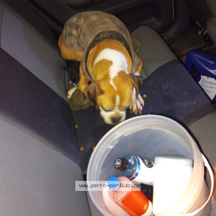 Foto 1/1 Perro encontrado Encontrado en Berazategui El Pato En El Banco