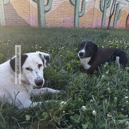 Foto 1/1 oso y negro Perro perdido en Santiago