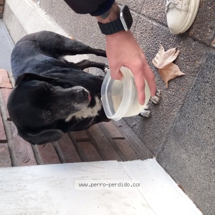 Foto 1/1 Perro encontrado Encontrado en Villa Martelli