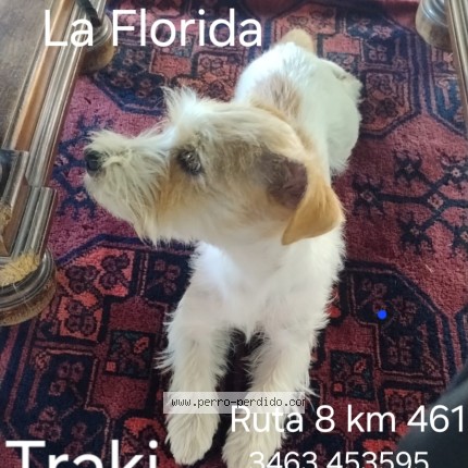 Foto 1/1 Traki Perro perdido en Canals