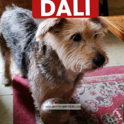 Foto 1/1 Dali Perro perdido en Cordoba