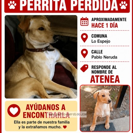 Foto 1/1 Atenea Perro perdido en Lo Espejo