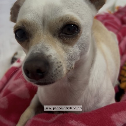 Foto 1/1 Bicho Perro perdido en Tultepec 54976