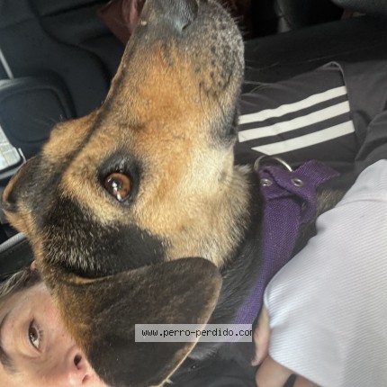 Foto 1/1 Perro encontrado Encontrado en Almirante Brown