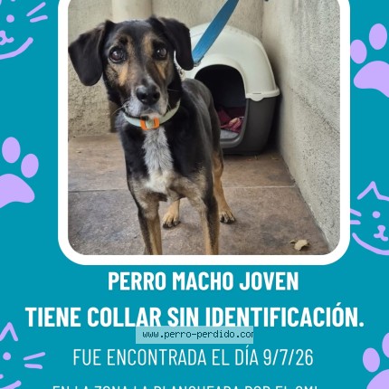 Foto 1/1 Perro encontrado Encontrado en Montevideo