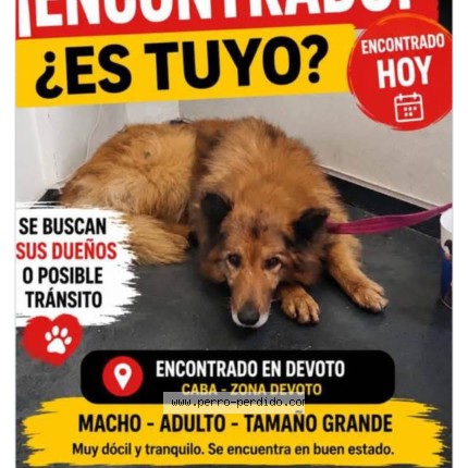 Foto de perro encontrado en Ciudad De Buenos Aires Villa P