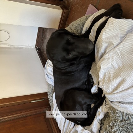 Foto de perro encontrado en Tortugas
