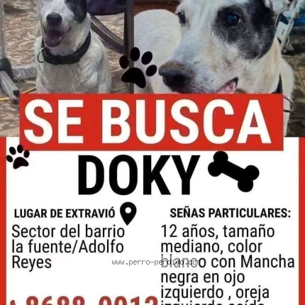 Foto 1/1 Doky Perro perdido en Managua